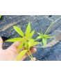 Caigua / Slipper Gourd Seeds (Certified Organic) 