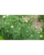 German Chamomile Seeds (Certified Organic)