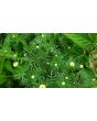 German Chamomile Seeds (Certified Organic)