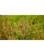 Greek Cress Seeds (Certified Organic)