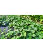 Pumpkin 'Black Futsu' Seeds (Certified Organic)