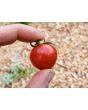 Tomato 'Goodhearted' Seeds (Certified Organic)