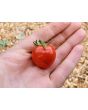 Tomato 'Goodhearted' Seeds (Certified Organic)