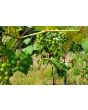 Grape 'Niagara' Seeds (Certified Organic)