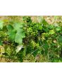 Grape 'Niagara' Seeds (Certified Organic)