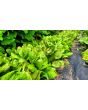 Lettuce 'Freckles' Seeds (Certified Organic)