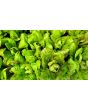 Lettuce 'Freckles' Seeds (Certified Organic)