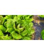 Lettuce 'Freckles' Seeds (Certified Organic)