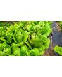 Lettuce 'Freckles' Seeds (Certified Organic)