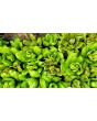 Lettuce 'Freckles' Seeds (Certified Organic)