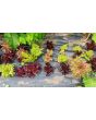 Lettuce 'Valentine Mix' Seeds (Certified Organic)