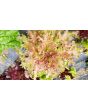 Lettuce 'Valentine Mix' Seeds (Certified Organic)