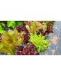 Lettuce 'Valentine Mix' Seeds (Certified Organic)