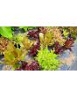 Lettuce 'Valentine Mix' Seeds (Certified Organic)