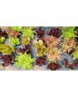 Lettuce 'Valentine Mix' Seeds (Certified Organic)