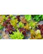 Lettuce 'Valentine Mix' Seeds (Certified Organic)