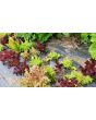 Lettuce 'Valentine Mix' Seeds (Certified Organic)