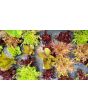 Lettuce 'Valentine Mix' Seeds (Certified Organic)