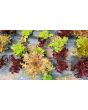 Lettuce 'Valentine Mix' Seeds (Certified Organic)