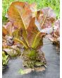 Lettuce 'Red Romaine' Seeds (Certified Organic)