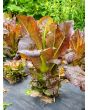 Lettuce 'Red Romaine' Seeds (Certified Organic)