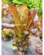 Lettuce 'Red Romaine' Seeds (Certified Organic)