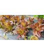 Lettuce 'Red Romaine' Seeds (Certified Organic)