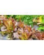 Lettuce 'Red Romaine' Seeds (Certified Organic)