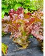 Lettuce 'Lolla Rossa' Seeds (Certified Organic)