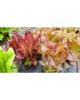 Lettuce 'Lolla Rossa' Seeds (Certified Organic)