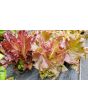 Lettuce 'Lolla Rossa' Seeds (Certified Organic)
