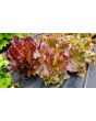 Lettuce 'Lolla Rossa' Seeds (Certified Organic)