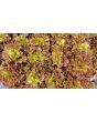 Lettuce 'New Red Fire' Seeds (Certified Organic)