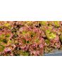 Lettuce 'New Red Fire' Seeds (Certified Organic)