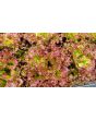 Lettuce 'New Red Fire' Seeds (Certified Organic)
