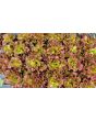 Lettuce 'New Red Fire' Seeds (Certified Organic)