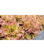 Lettuce 'New Red Fire' Seeds (Certified Organic)