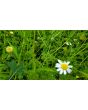 German Chamomile Seeds (Certified Organic)