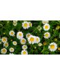 German Chamomile Seeds (Certified Organic)