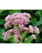 Joe Pye Weed Seeds (Certified Organic)