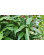 Joe Pye Weed Seeds (Certified Organic)