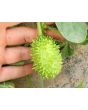 West Indian Burr Gherkin Seeds (Certified Organic) 