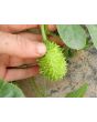 West Indian Burr Gherkin Seeds (Certified Organic) 