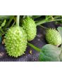 West Indian Burr Gherkin Seeds (Certified Organic) 