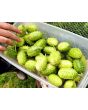 West Indian Burr Gherkin Seeds (Certified Organic) 