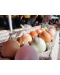Farm Fresh Eggs Howell, Michigan