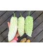 White Bitter Melon Seeds (Certified Organic)