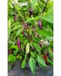 Hot Pepper ‘Buena Mulata' Seeds (Certified Organic)