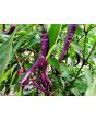 Hot Pepper ‘Buena Mulata' Seeds (Certified Organic)