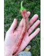 Pepper 'Vesena' Hot Pepper ‘Rezha Macedonian’ 